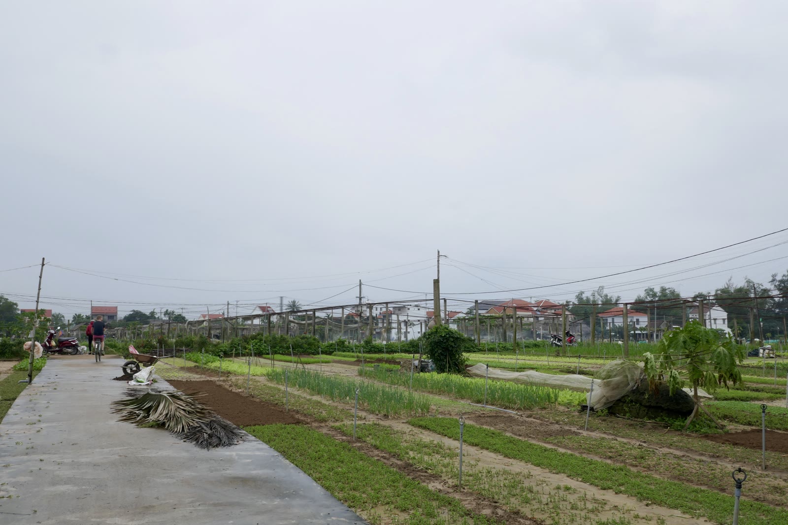 Herb and vegetable beds at Tra Que village near Hoi An, with farmers working between the rows